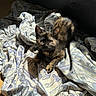 kitten, cat, tortoiseshell, pet, animal, feline, sunlight, indoor, blanket, fabric, pattern, curious, young, fur, whiskers, ears, paw, resting, cozy, home