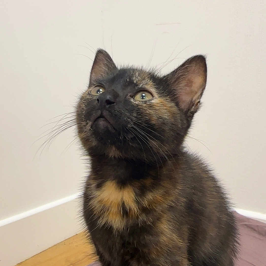Amnésia participe au concours pour gagner de l'argent avec cette photo : kitten, cat, tortoiseshell, sitting, indoor, curious, pet, animal, fur, whiskers, ears, young, feline, looking_up, floor, wall, domestic, cute, small, playful
