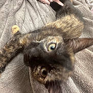 Amnésia participe au concours pour gagner de l'argent avec cette photo : kitten, cat, tortoiseshell, pet, animal, feline, curious, playful, blanket, texture, soft, cozy, indoor, closeup, paw, fur, whiskers, ears, eyes, young