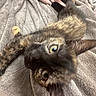 kitten, cat, tortoiseshell, pet, animal, feline, curious, playful, blanket, texture, soft, cozy, indoor, closeup, paw, fur, whiskers, ears, eyes, young