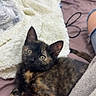Amnésia a rejoint le concours — aidez-le/la à gagner de superbes lots ! kitten, cat, tortoiseshell, pet, animal, bed, blanket, soft, cozy, indoor, feline, cute, curious, young, resting, fur, whiskers, ears, paws, relaxed