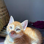 Blunt a rejoint le concours — aidez-le/la à gagner de superbes lots ! animal, bed, blanket, cat, curious, cute, domestic, eyes, feline, fur, indoor, kitten, orange_tabby, pet, portrait, relaxed, small, sunlight, whiskers, young