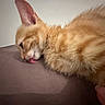 Blunt a rejoint le concours — aidez-le/la à gagner de superbes lots ! animal, cat, close_up, cute, domestic_cat, ears, feline, fluffy, fur, indoor, kitten, orange_tabby, pet, playful, resting, sleeping, soft_surface, tongue_out, whiskers, young_cat