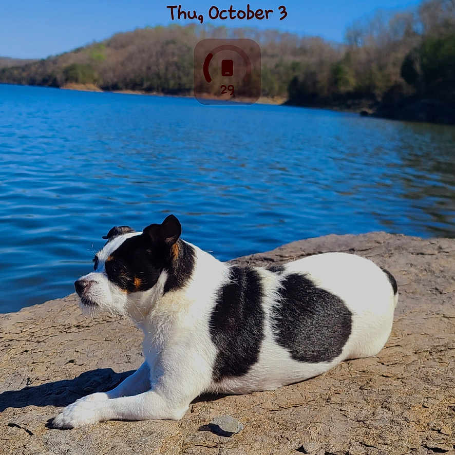Love Bug is registered to the contest to win money with this photo: animal, ball, beach, bulldog, canine, coast, dog, hound, nature, outdoors, pet, puppy, sea, shoreline, soil, sport, summer, tennis, terrier, water