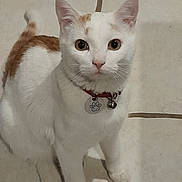 Bibou participe au concours pour gagner de l'argent avec cette photo : cat, pet, animal, white, orange, collar, tag, floor, tile, indoor, curious, sitting, fur, whiskers, ears, eyes, domestic, feline, looking, cute