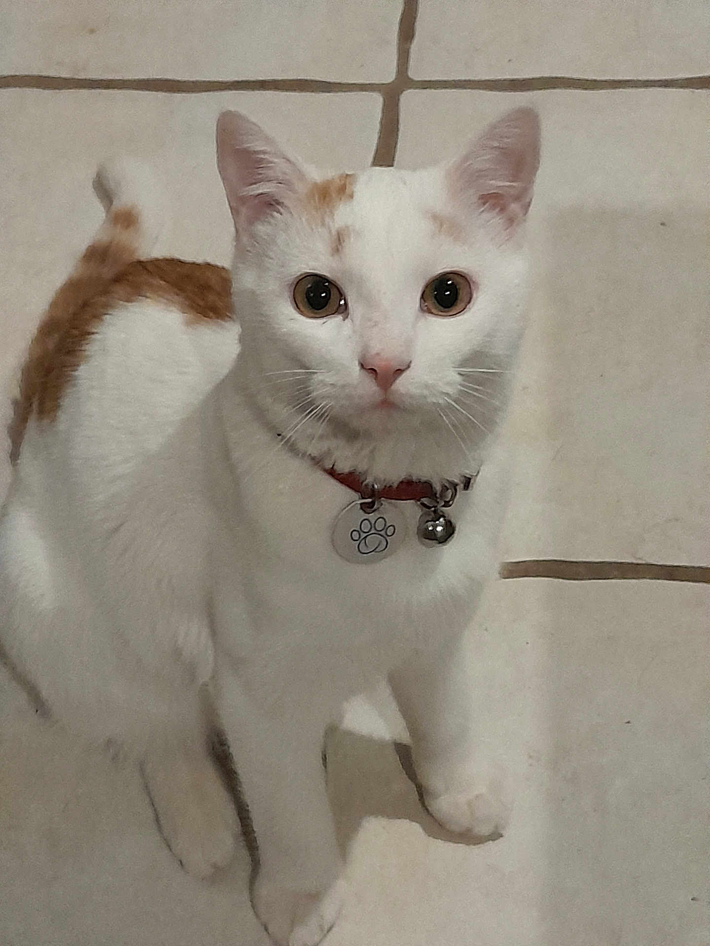 Bibou participe au concours pour gagner de l'argent avec cette photo : cat, pet, animal, white, orange, collar, tag, floor, tile, indoor, curious, sitting, fur, whiskers, ears, eyes, domestic, feline, looking, cute