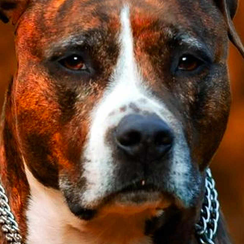 Milwauki participe au concours pour gagner de l'argent avec cette photo : alert, animal, brindle_coat, brown_background, canine, chain_collar, close_up, collar, dog, domestic_animal, ears, face, fur, muzzle, outdoor, pet, portrait, snout, watchful, whiskers