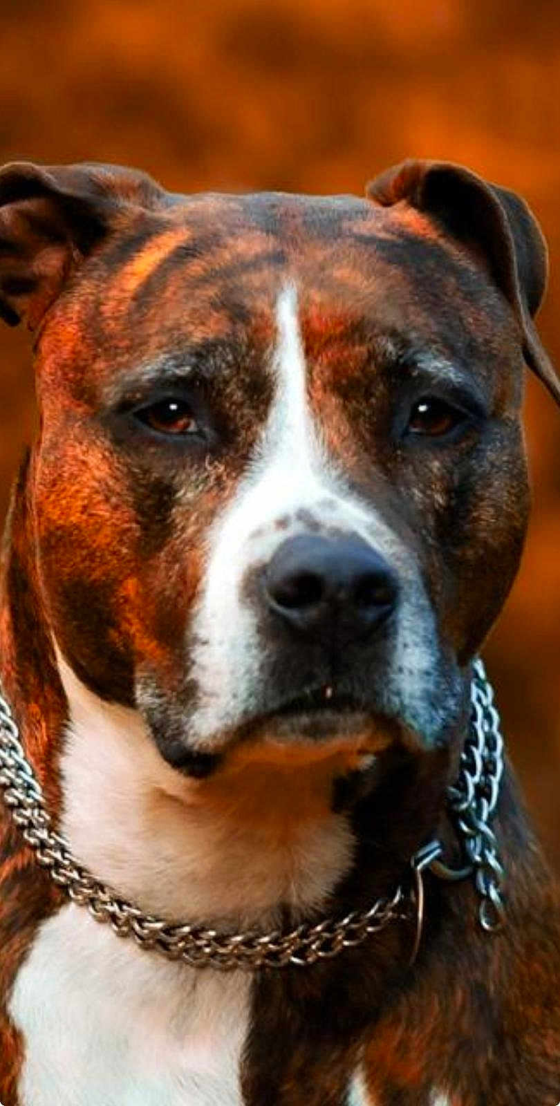 Milwauki participe au concours pour gagner de l'argent avec cette photo : dog, brindle_coat, chain_collar, close_up, portrait, pet, animal, canine, brown_background, fur, ears, face, snout, whiskers, collar, domestic_animal, outdoor, alert, watchful, muzzle