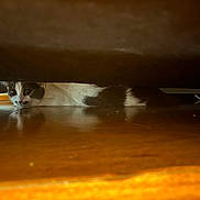 Piko is registered to the contest to win money with this photo: cat, animal, pet, indoor, wooden_floor, furniture, curious, hiding, cautious, closeup, domestic_cat, whiskers, fur, reflection, floor, cozy, home, quiet, resting, eyes