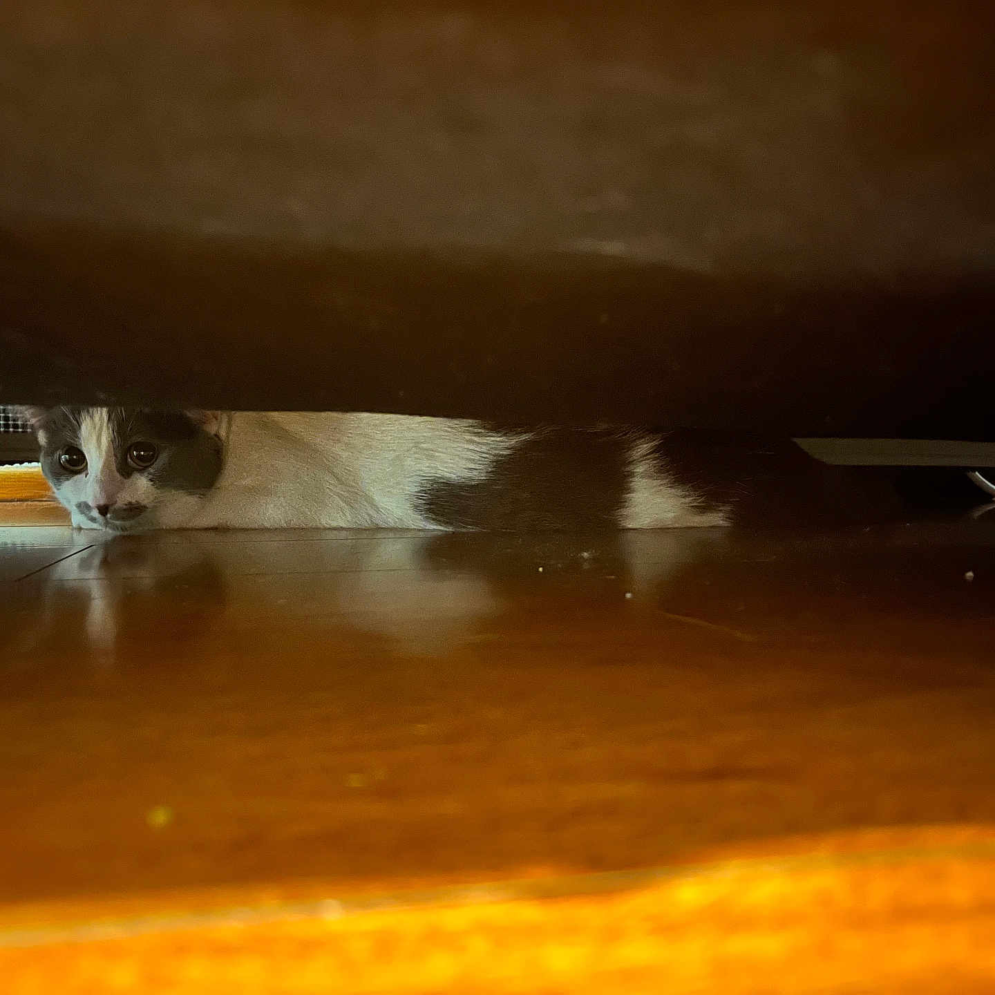 Piko is registered to the contest to win money with this photo: animal, cat, cautious, closeup, cozy, curious, domestic_cat, eyes, floor, fur, furniture, hiding, home, indoor, pet, quiet, reflection, resting, whiskers, wooden_floor