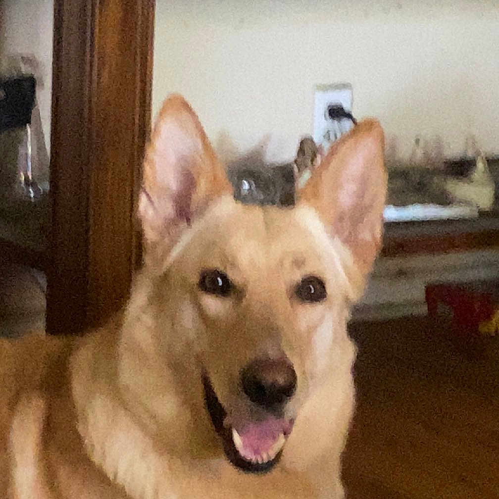 Leia joined the competition — help win amazing prizes! animal, ball, bodypart, cabinet, canine, cat, dog, door, furniture, germanshepherd, husky, indoors, interiordesign, mouth, pet, puppy, sport, tennis, tennisball, wood