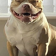 Trigger joined the competition — help win amazing prizes! dog, smiling, muscular, cushion, indoor, window, vertical_blinds, light, shadow, pet, happy, tongue, canine, fur, ears, mouth, teeth, sitting, domestic_animal, closeup