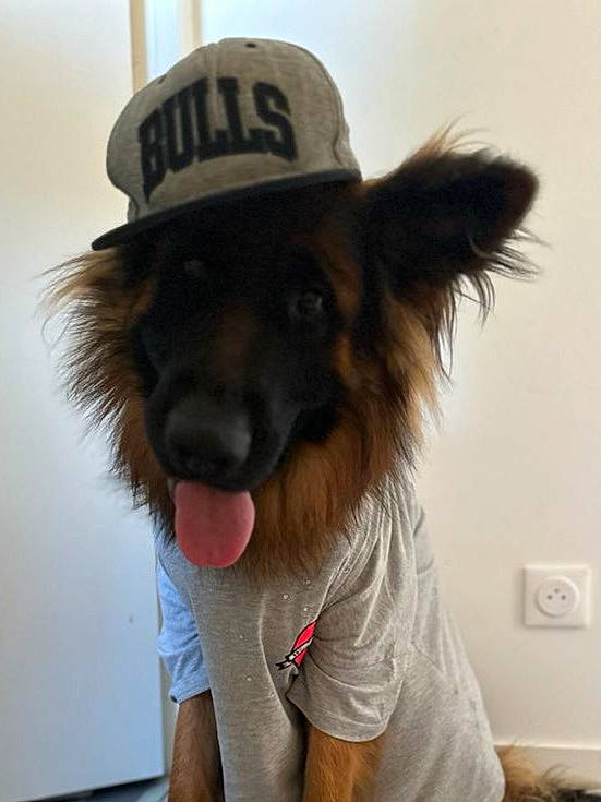 Sam Du Parcaou participe au concours pour gagner de l'argent avec cette photo : canidae, cap, carnivore, companion_dog, costume_hat, cowboy_hat, dog, dog_breed, eyewear, facial_hair, fashion_accessory, fedora, fur, happy, hat, helmet, personal_protective_equipment, smile, sun_hat, working_animal