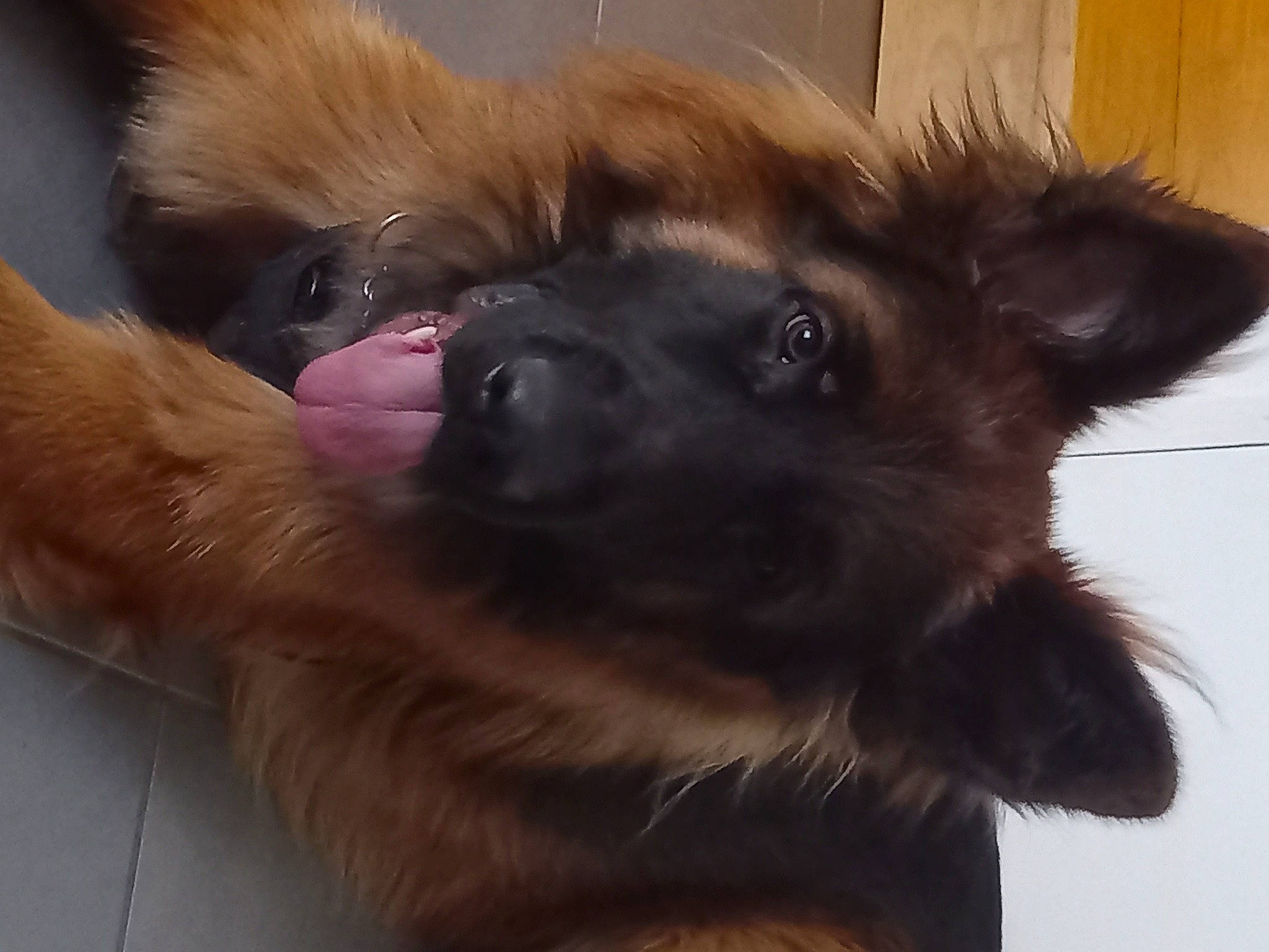 Sam Du Parcaou participe au concours pour gagner de l'argent avec cette photo : canidae, carnivore, companion_dog, dog, dog_breed, fawn, fur, german_spitz, german_spitz_klein, giant_dog_breed, liver, non_sporting_group, old_german_shepherd_dog, small_greek_domestic_dog, snout, sporting_group, vertebrate, working_animal, working_dog