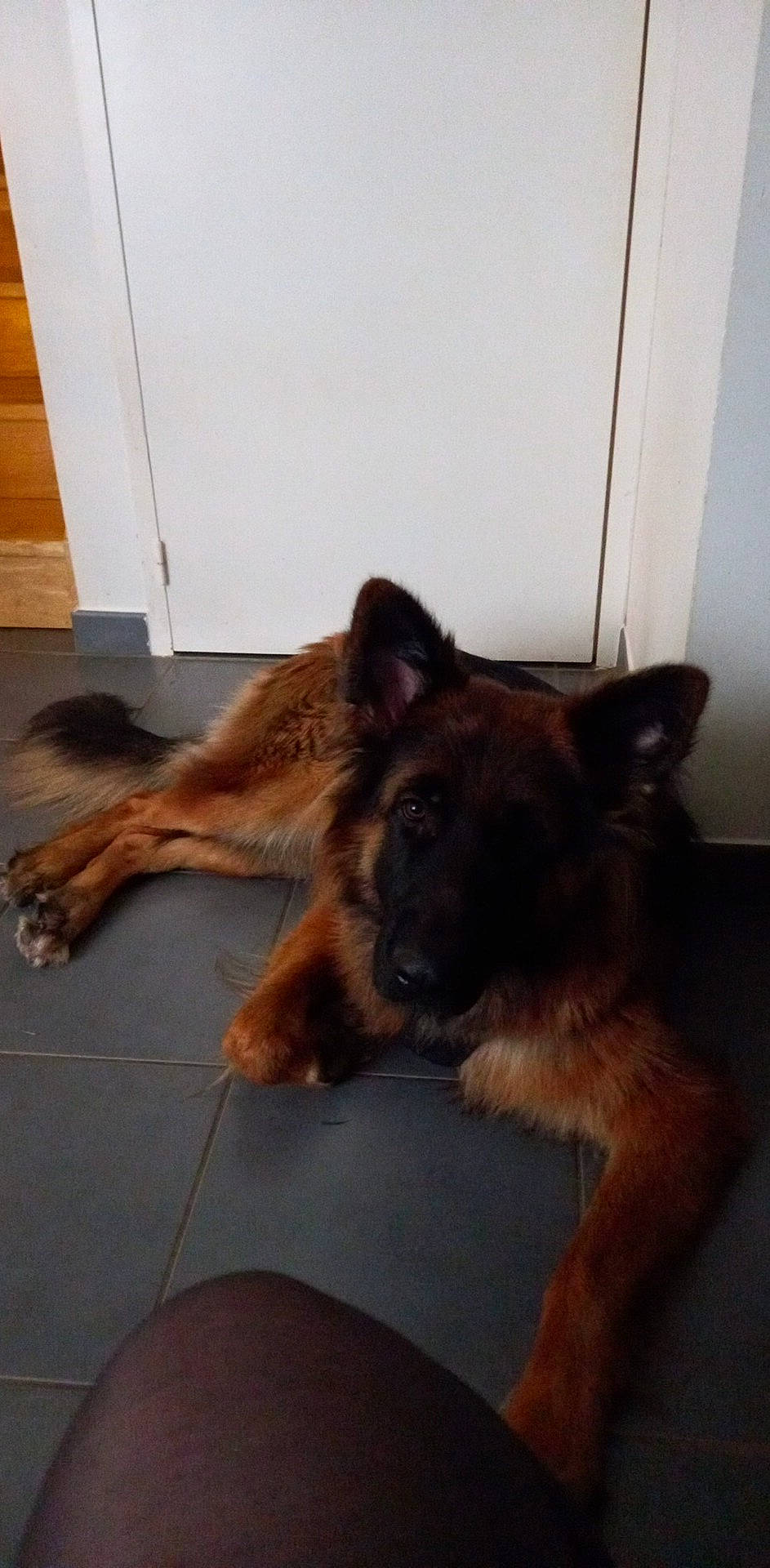 Sam Du Parcaou a rejoint le concours — aidez-le/la à gagner de superbes lots ! carnivore, companion_dog, dog, dog_breed, fawn, floor, flooring, fur, german_shepherd_dog, hardwood, herding_dog, king_shepherd, liver, old_german_shepherd_dog, paw, snout, sporting_group, tail, wood, working_dog