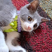 Shug is registered to the contest to win money with this photo: cat, kitten, gray, white, collar, bell, whiskers, carpet, indoor, pet, fur, animal, cute, lying_down, closeup, curious, young, playful, domestic, feline