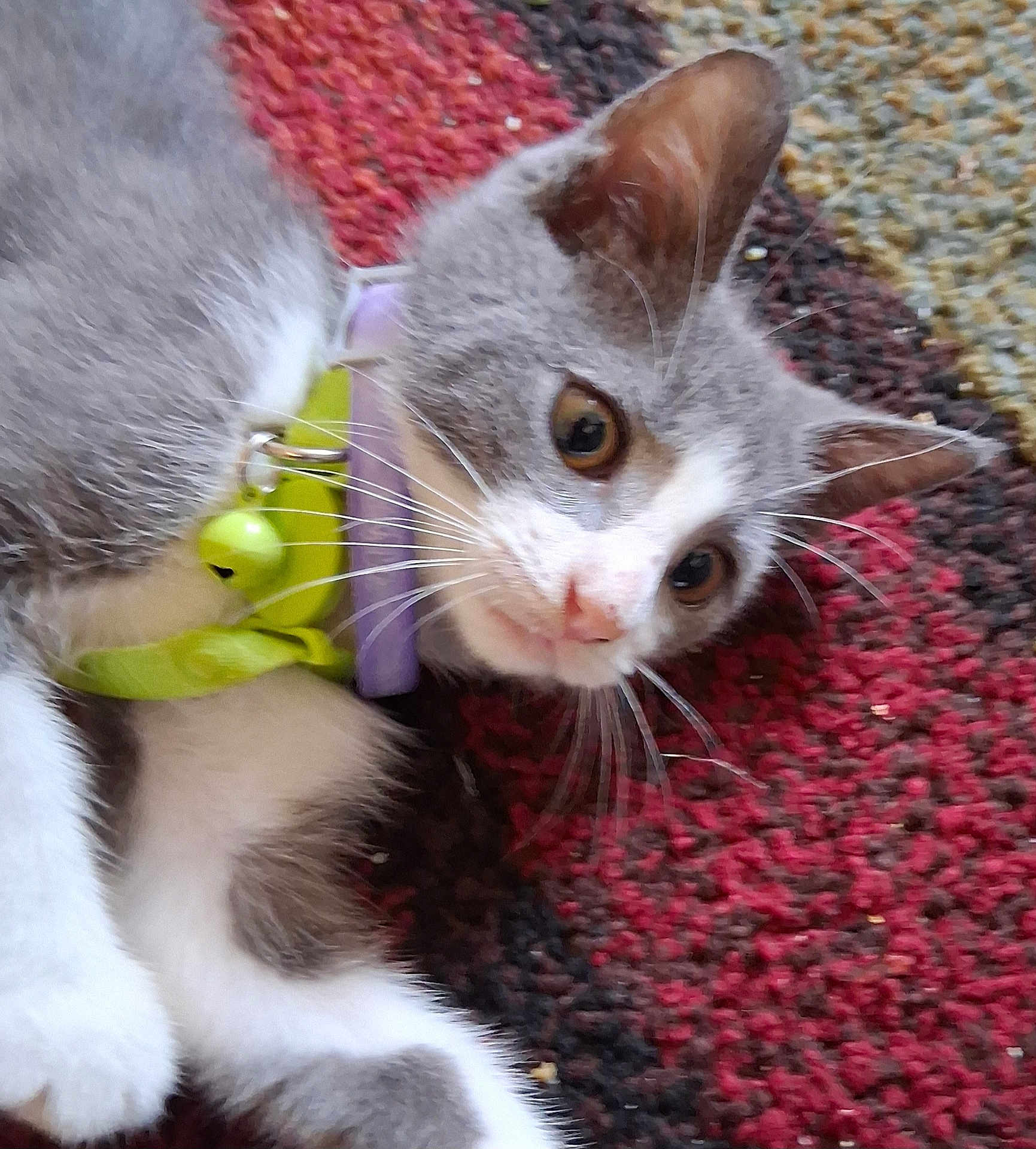 Shug is registered to the contest to win money with this photo: cat, kitten, gray, white, collar, bell, whiskers, carpet, indoor, pet, fur, animal, cute, lying_down, closeup, curious, young, playful, domestic, feline