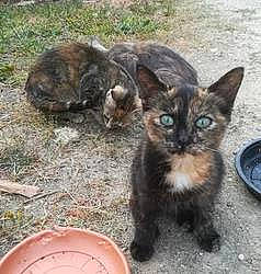 Scylla a rejoint le concours — aidez-le/la à gagner de superbes lots ! carnivore, cat, claw, domestic_short_haired_cat, felidae, fur, grass, paw, small_to_medium_sized_cats, soil, tail, terrestrial_animal, whiskers