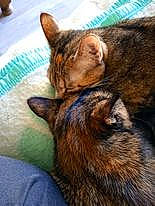 Scylla a rejoint le concours — aidez-le/la à gagner de superbes lots ! carnivore, cat, claw, comfort, domestic_short_haired_cat, felidae, fur, nap, natural_material, sky, sleep, small_to_medium_sized_cats, snout, tail, terrestrial_animal, whiskers, wildlife