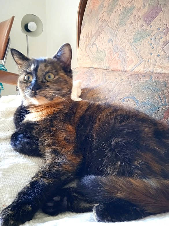 Scylla a rejoint le concours — aidez-le/la à gagner de superbes lots ! carnivore, cat, cat_supply, claw, comfort, couch, domestic_short_haired_cat, felidae, flooring, fur, grey, paw, room, sitting, small_to_medium_sized_cats, snout, tail, terrestrial_animal, textile, whiskers