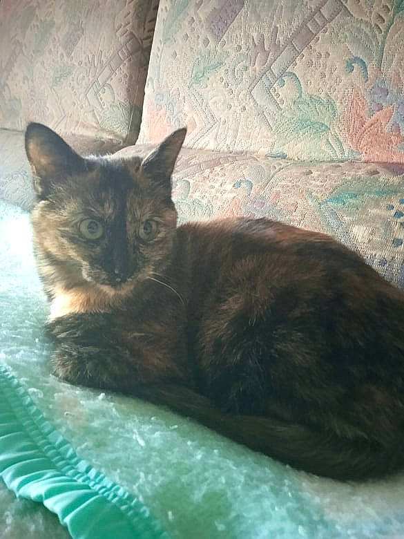 Scylla participe au concours pour gagner de l'argent avec cette photo : bed, carnivore, cat, cat_supply, claw, comfort, domestic_short_haired_cat, fawn, felidae, fur, linens, mammal, room, sitting, small_to_medium_sized_cats, snout, tail, terrestrial_animal, whiskers, window