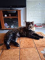 Scylla participe au concours pour gagner de l'argent avec cette photo : black_cat, bookcase, carnivore, cat, dog_breed, domestic_short_haired_cat, door, felidae, flooring, fur, hardwood, room, shelf, small_to_medium_sized_cats, snout, tail, television, terrestrial_animal, whiskers, wood