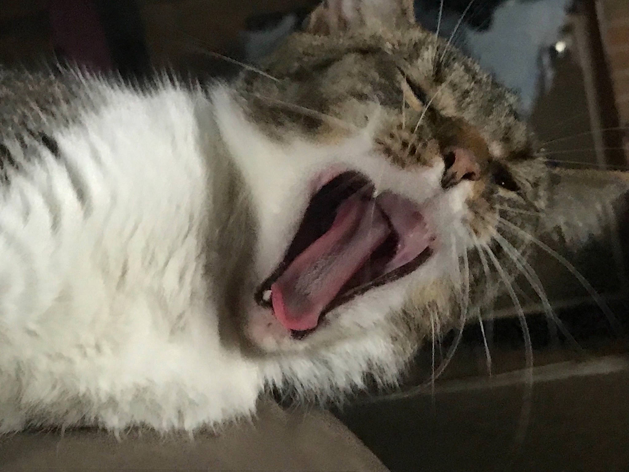 Jabber Cat joined the competition — help win amazing prizes! aegean_cat, american_curl, carnivore, cat, close_up, european_shorthair, eye, facial_expression, fang, felidae, fur, mammal, mouth, norwegian_forest_cat, nose, organ, small_to_medium_sized_cats, snout, whiskers, yawn