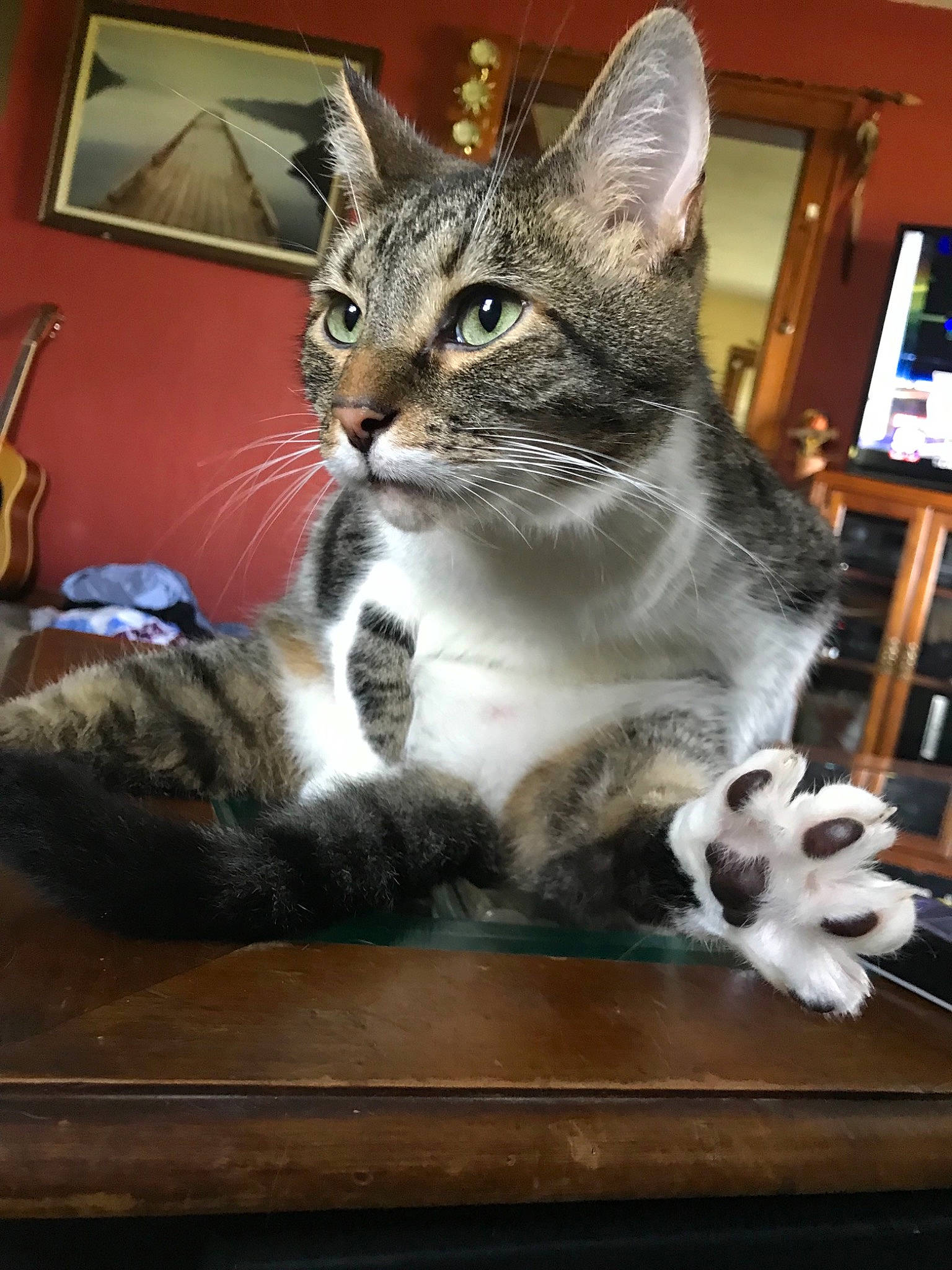 Jabber Cat joined the competition — help win amazing prizes! aegean_cat, american_shorthair, american_wirehair, asian, australian_mist, carnivore, cat, domestic_short_haired_cat, dragon_li, european_shorthair, felidae, kitten, mammal, small_to_medium_sized_cats, tabby_cat, vertebrate, whiskers