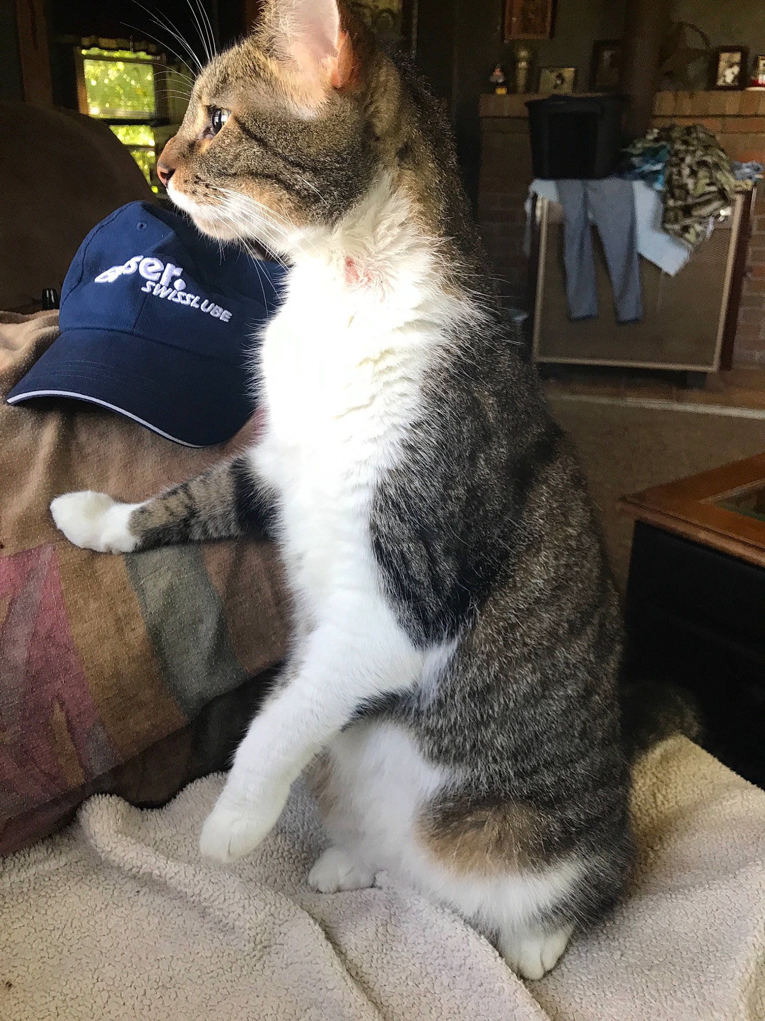 Jabber Cat is registered to the contest to win money with this photo: aegean_cat, american_wirehair, carnivore, cat, domestic_short_haired_cat, european_shorthair, felidae, fur, german_rex, leg, mammal, paw, polydactyl_cat, small_to_medium_sized_cats, tail, whiskers