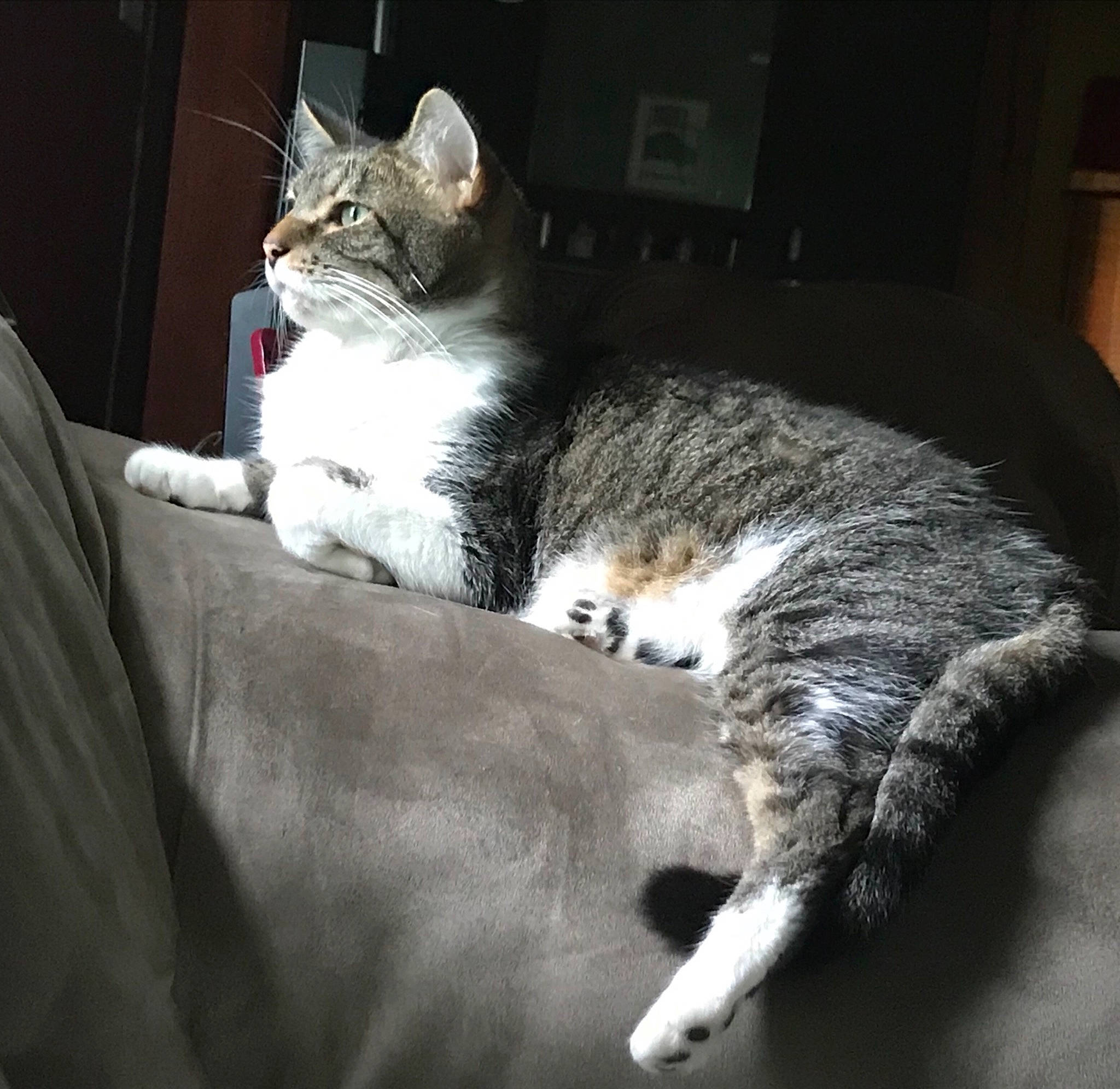 Jabber Cat is registered to the contest to win money with this photo: aegean_cat, american_curl, american_wirehair, asian, carnivore, cat, domestic_long_haired_cat, domestic_short_haired_cat, european_shorthair, felidae, fur, kitten, mammal, norwegian_forest_cat, paw, polydactyl_cat, small_to_medium_sized_cats, tabby_cat, tail, whiskers