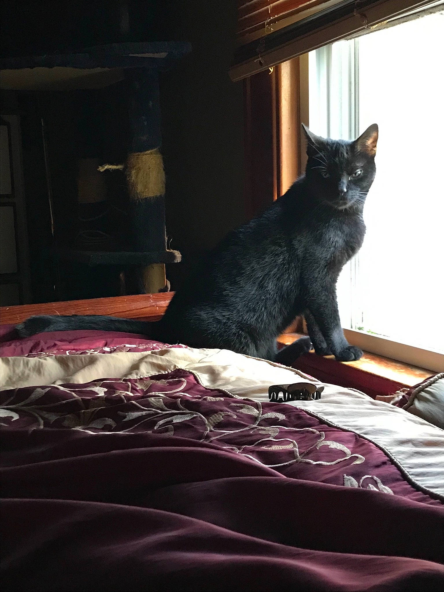 Bill is registered to the contest to win money with this photo: asian, bed, black, black_cat, carnivore, cat, domestic_short_haired_cat, felidae, fur, furniture, kitten, room, small_to_medium_sized_cats, textile, whiskers