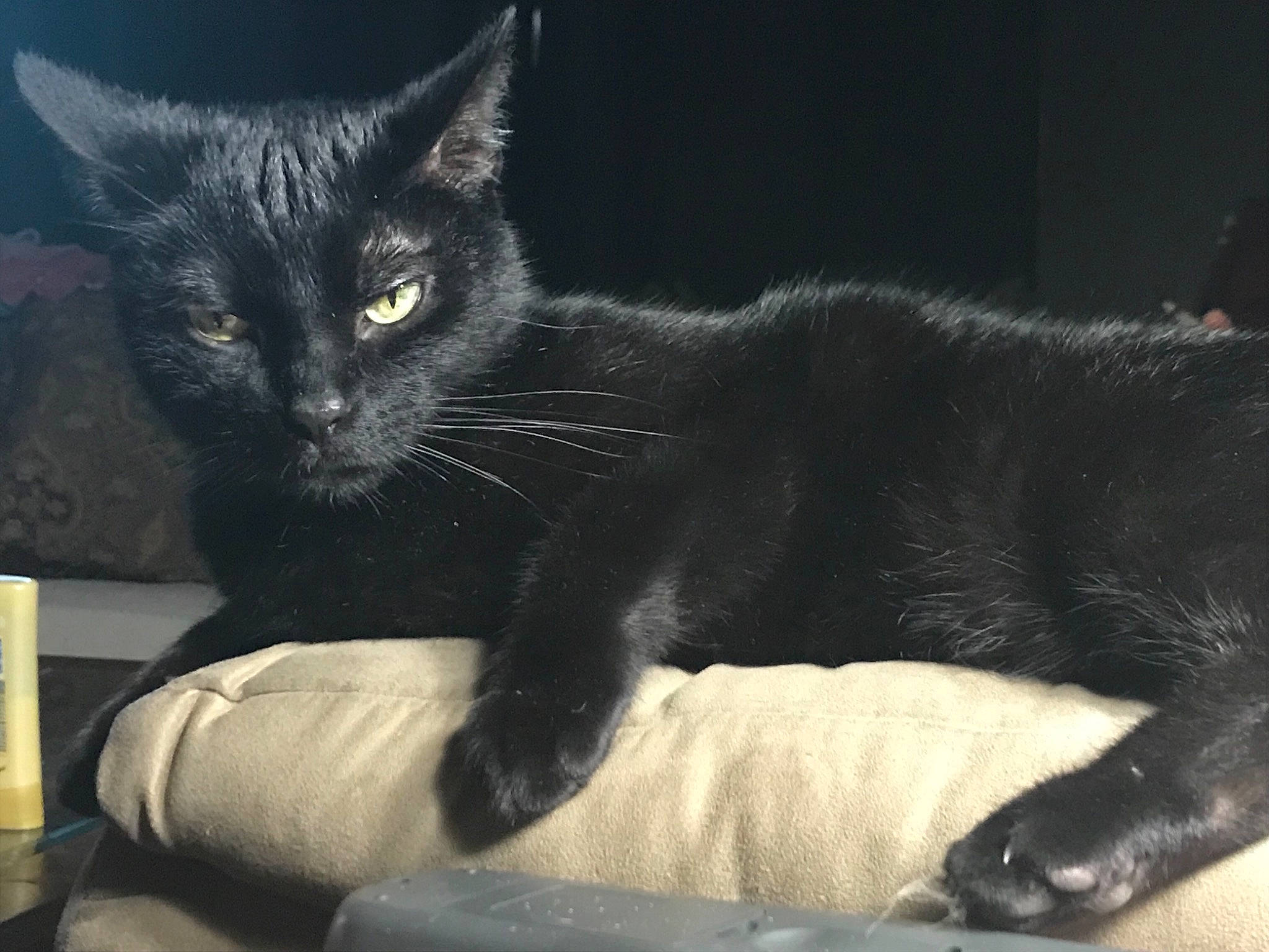 Bill is registered to the contest to win money with this photo: asian, black_cat, bombay, carnivore, cat, claw, domestic_short_haired_cat, felidae, korat, mammal, polydactyl_cat, small_to_medium_sized_cats, snout, tail, vertebrate, whiskers