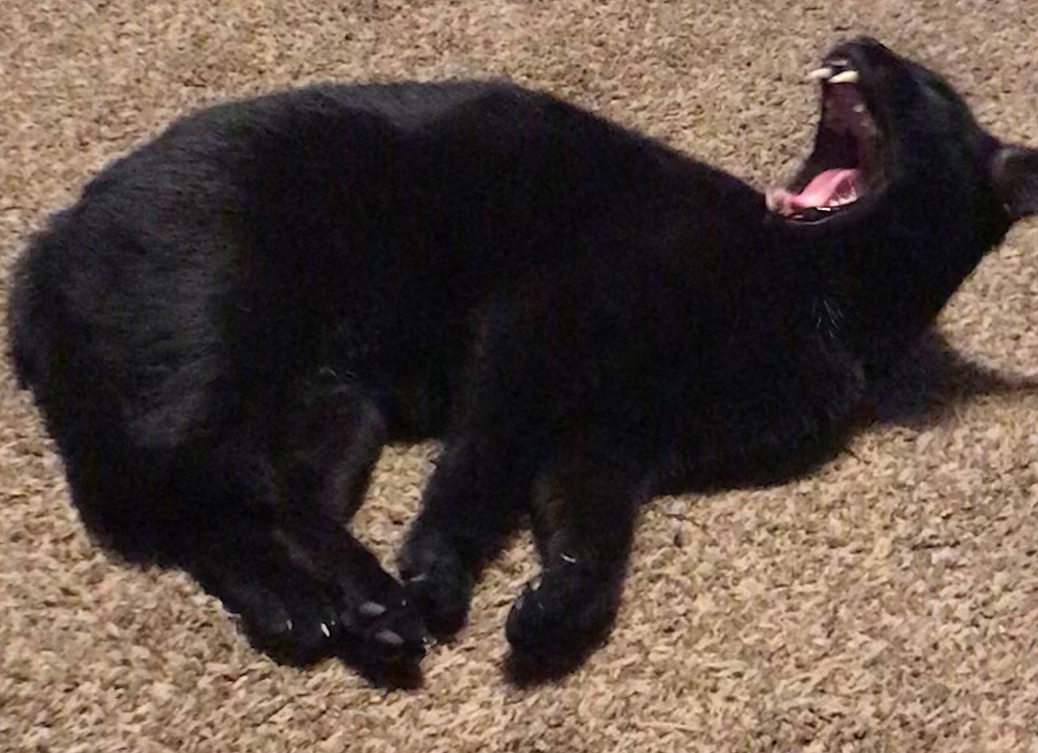 Bill is registered to the contest to win money with this photo: black, black_cat, bombay, carnivore, cat, claw, domestic_short_haired_cat, felidae, fur, mammal, paw, small_to_medium_sized_cats, tail, terrestrial_animal, vertebrate, whiskers