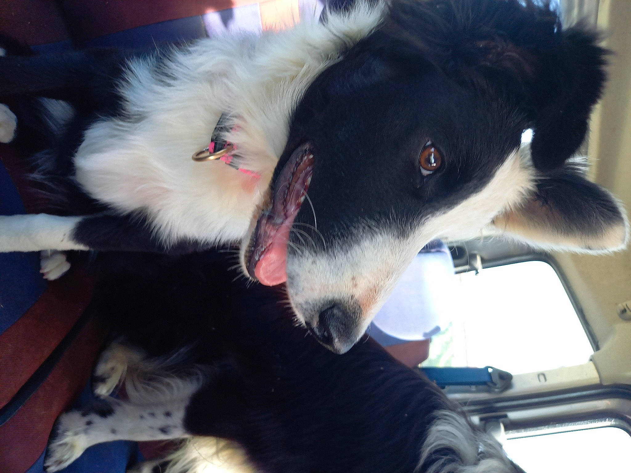 Belle a rejoint le concours — aidez-le/la à gagner de superbes lots ! carnivore, claw, collar, companion_dog, dog, dog_breed, dog_collar, ear, fang, fur, herding_dog, paw, snout, whiskers, working_animal, working_dog