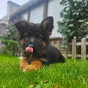 Aby participe au concours pour gagner de l'argent avec cette photo : adorable, animal, backyard, cute, dog, ears, fence, fur, german_shepherd, grass, greenery, lying_down, nature, outdoor, pet, playful, puppy, tongue, tongue_out, young