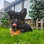 adorable, animal, backyard, cute, dog, ears, fence, fur, german_shepherd, grass, greenery, lying_down, nature, outdoor, pet, playful, puppy, tongue, tongue_out, young