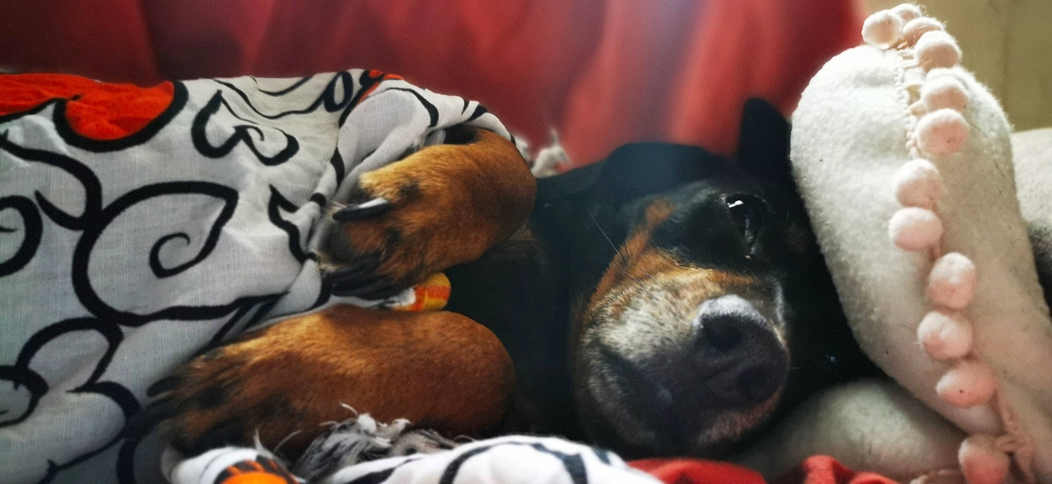 Isa participe au concours pour gagner de l'argent avec cette photo : basset_hound, canidae, carnivore, coonhound, dachshund, dog, dog_breed, nap, puppy, puppy_love, snout