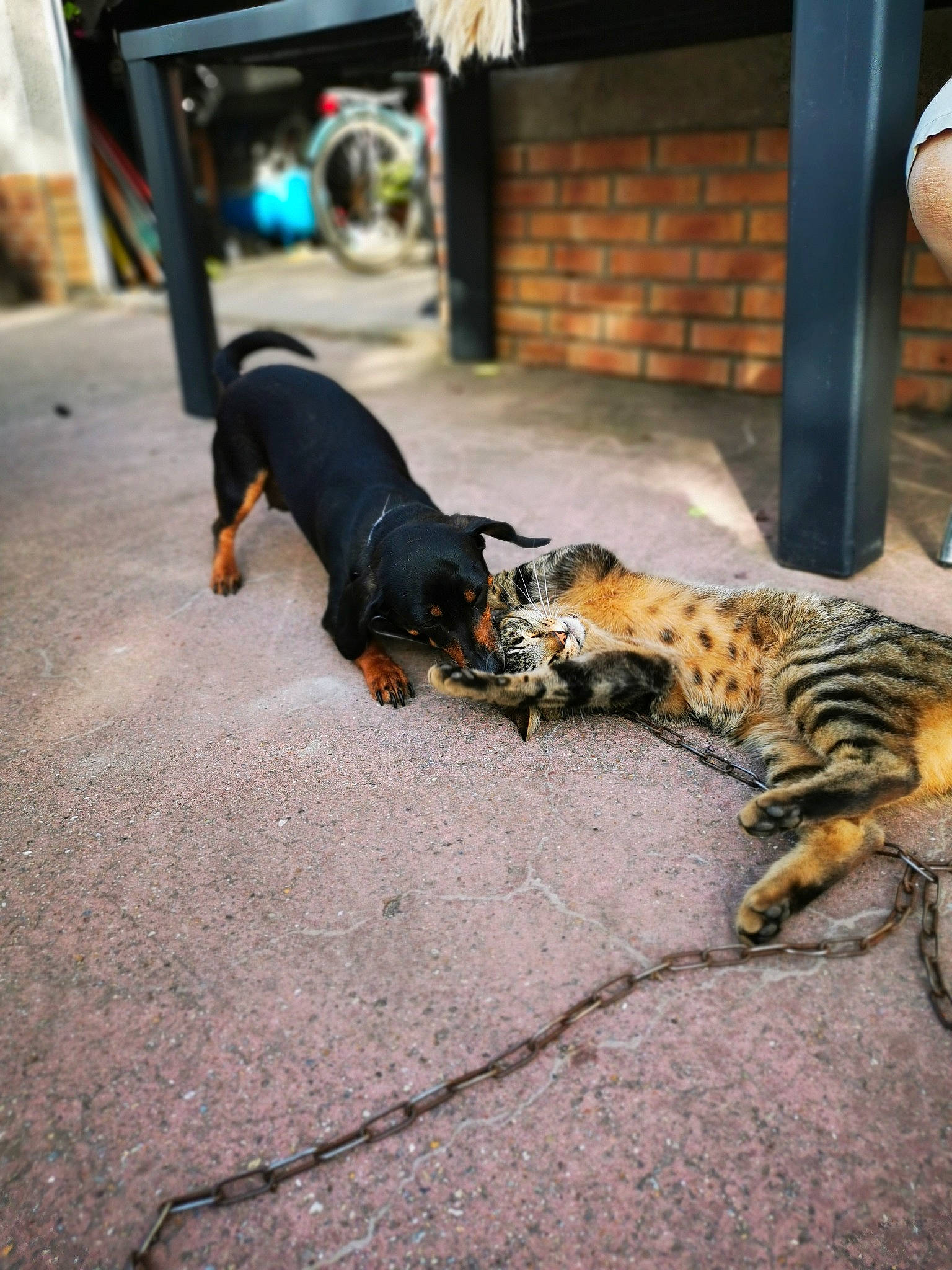 Isa a rejoint le concours — aidez-le/la à gagner de superbes lots ! bengal, canidae, carnivore, cat, companion_dog, dog, dog_breed, felidae, mammal, miniature_pinscher, small_to_medium_sized_cats, snout