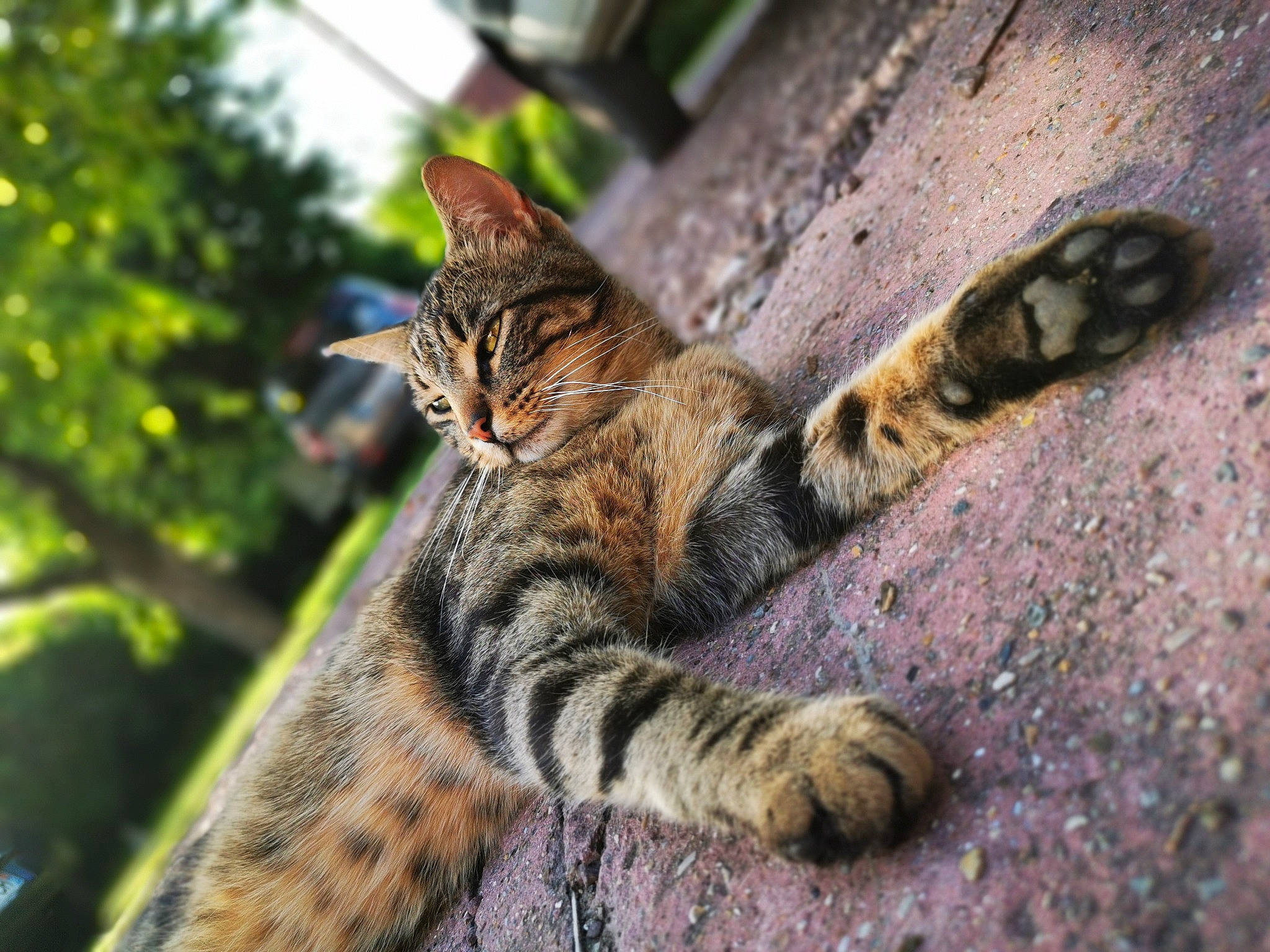 Simba a rejoint le concours — aidez-le/la à gagner de superbes lots ! bengal, carnivore, cat, dragon_li, european_shorthair, eye, felidae, kitten, mammal, organism, rusty_spotted_cat, small_to_medium_sized_cats, snout, tabby_cat, terrestrial_animal, toyger, vertebrate, whiskers, wild_cat, wildlife