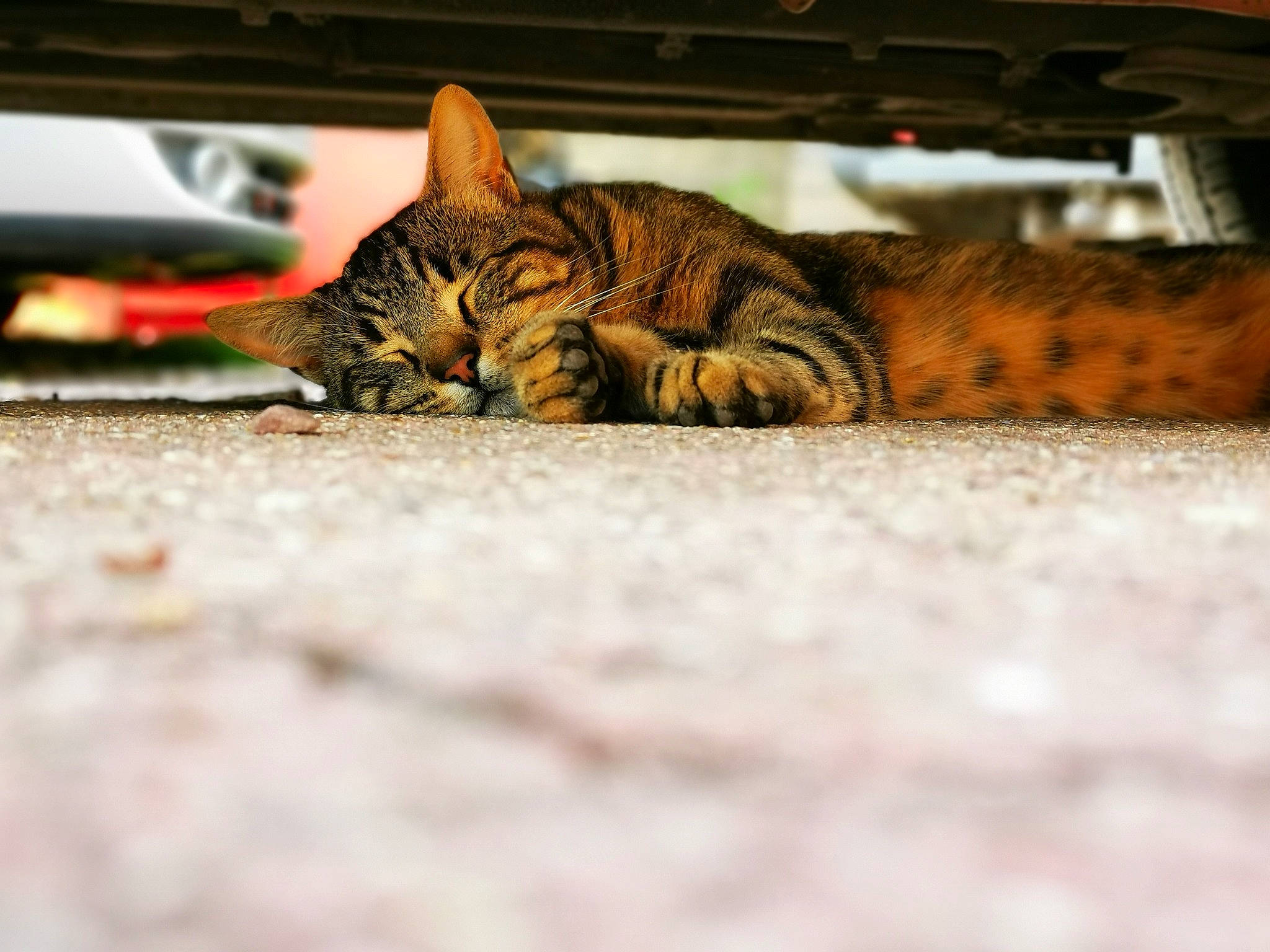 Simba a rejoint le concours — aidez-le/la à gagner de superbes lots ! aegean_cat, asian, bengal, california_spangled, carnivore, cat, domestic_short_haired_cat, dragon_li, european_shorthair, eye, felidae, mammal, ocicat, paw, sky, small_to_medium_sized_cats, snout, tabby_cat, toyger, whiskers