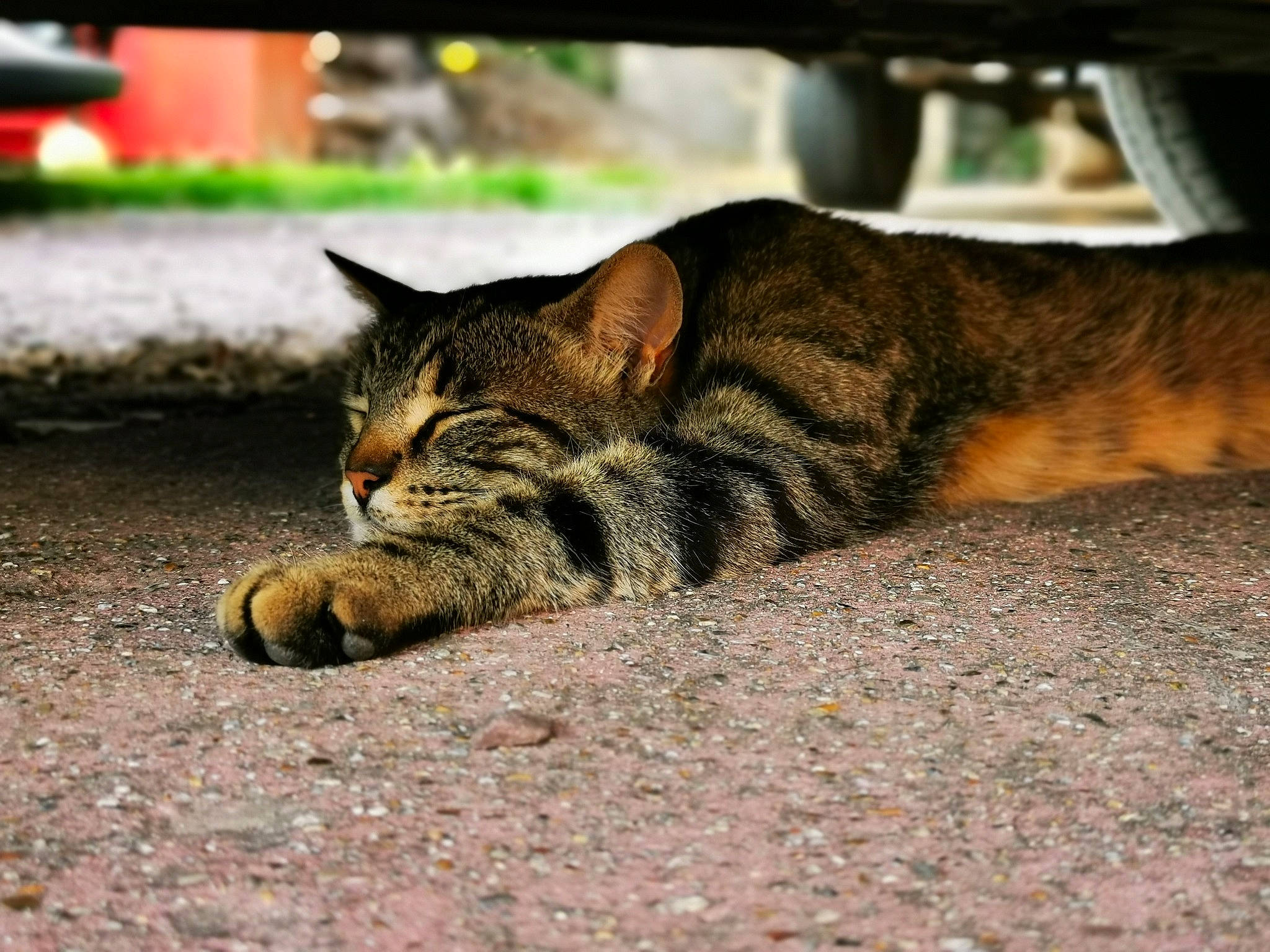 Simba participe au concours pour gagner de l'argent avec cette photo : aegean_cat, asian, bengal, carnivore, cat, domestic_short_haired_cat, dragon_li, european_shorthair, eye, felidae, grass, kitten, rusty_spotted_cat, small_to_medium_sized_cats, snout, tabby_cat, toyger, whiskers, wild_cat, wildlife