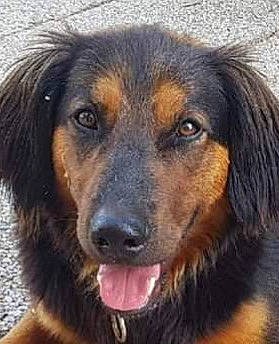 Oscar participe au concours pour gagner de l'argent avec cette photo : ancient_dog_breeds, canidae, carnivore, companion_dog, dog, dog_breed, fur, snout, sporting_group, terrestrial_animal, working_dog