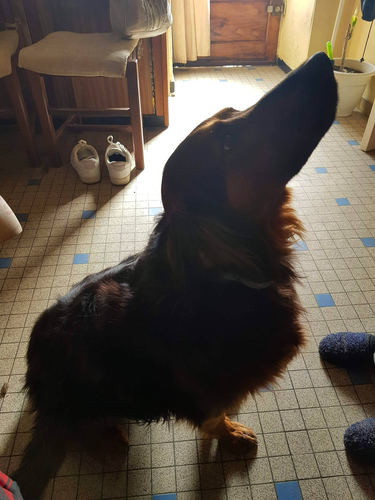 Oscar participe au concours pour gagner de l'argent avec cette photo : black, carnivore, chair, companion_dog, dog, dog_breed, floor, flooring, fur, hardwood, laminate_flooring, liver, party_hat, small_to_medium_sized_cats, tail, toy_dog, whiskers, wood, wood_flooring, working_animal