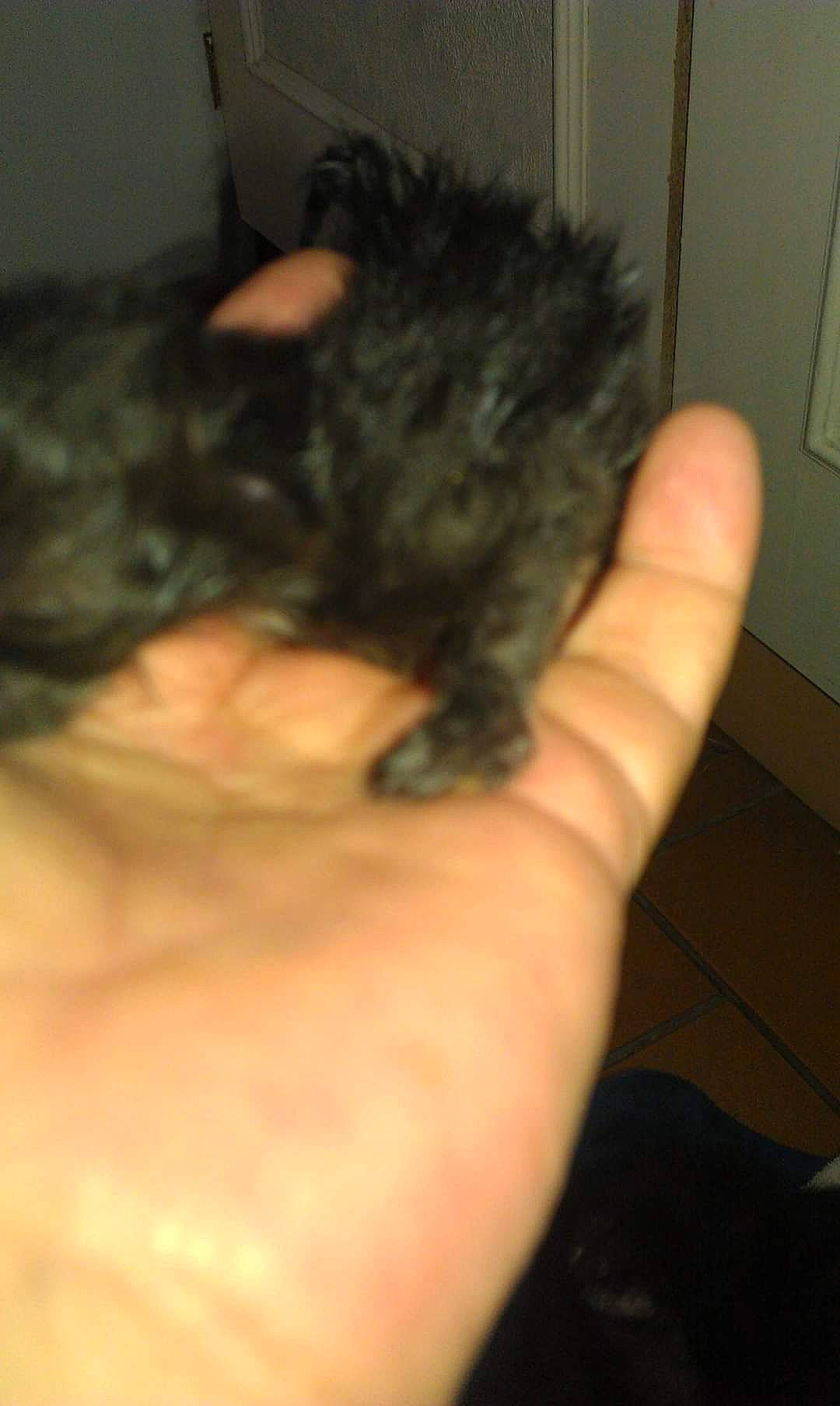 Canailloux participe au concours pour gagner de l'argent avec cette photo : canidae, carnivore, claw, companion_dog, dog, dog_breed, felidae, fur, nail, paw, rodent, small_terrier, small_to_medium_sized_cats, snout, sporting_group, tail, terrier, thumb, toy_dog, whiskers