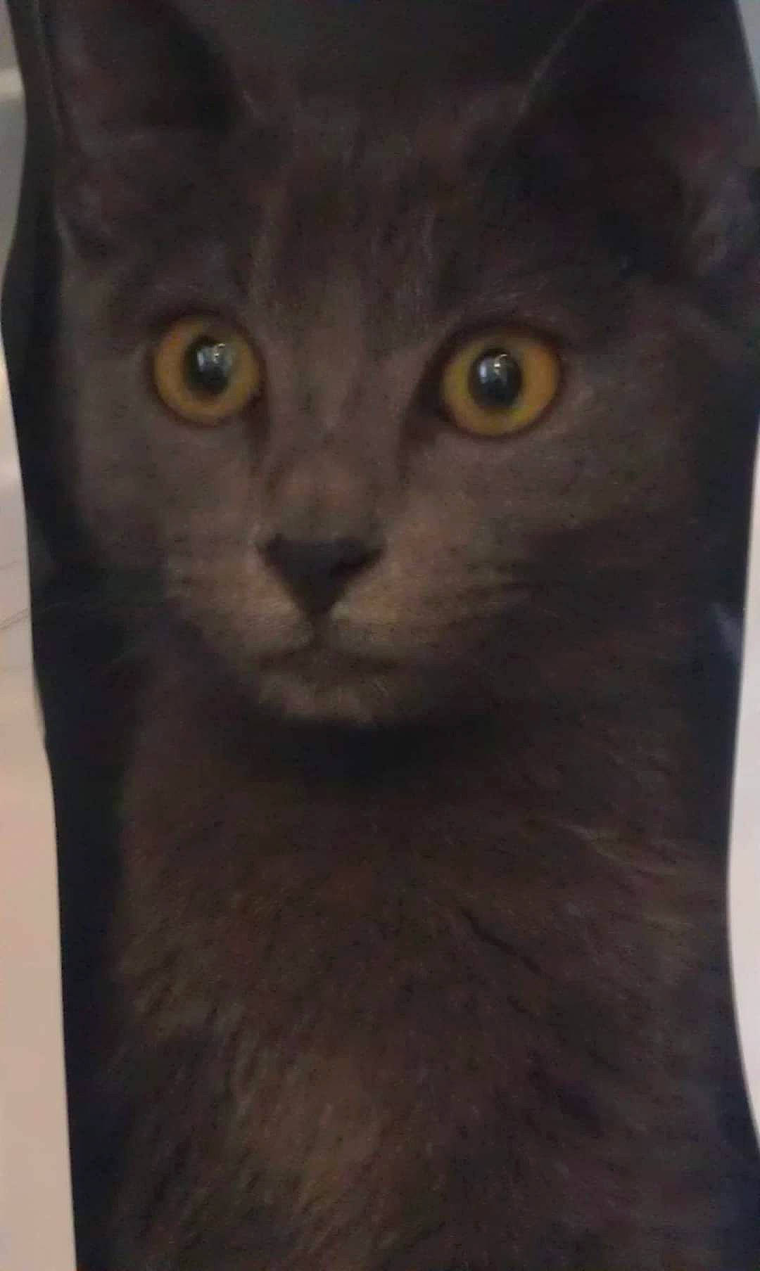 Canailloux participe au concours pour gagner de l'argent avec cette photo : black_cat, carnivore, cat, domestic_short_haired_cat, event, felidae, fur, grey, havana_brown, iris, small_to_medium_sized_cats, snout, terrestrial_animal, whiskers, wildlife