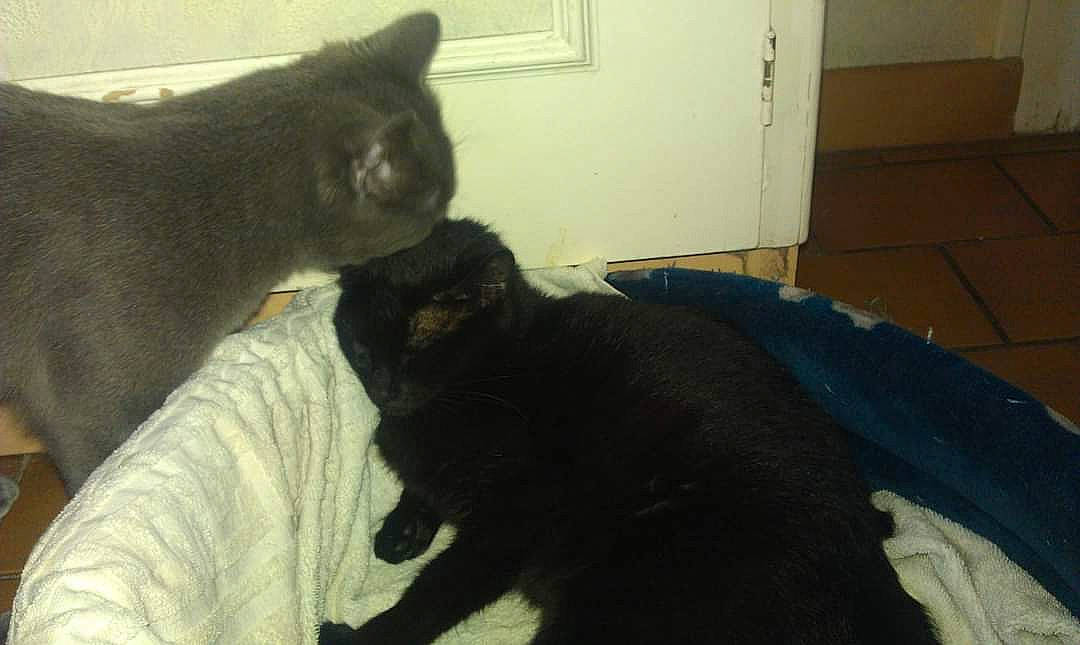 Canailloux participe au concours pour gagner de l'argent avec cette photo : black_cat, bombay, carnivore, cat, claw, comfort, domestic_short_haired_cat, door, felidae, flooring, fur, grey, russian_blue, small_to_medium_sized_cats, snout, tail, terrestrial_animal, whiskers