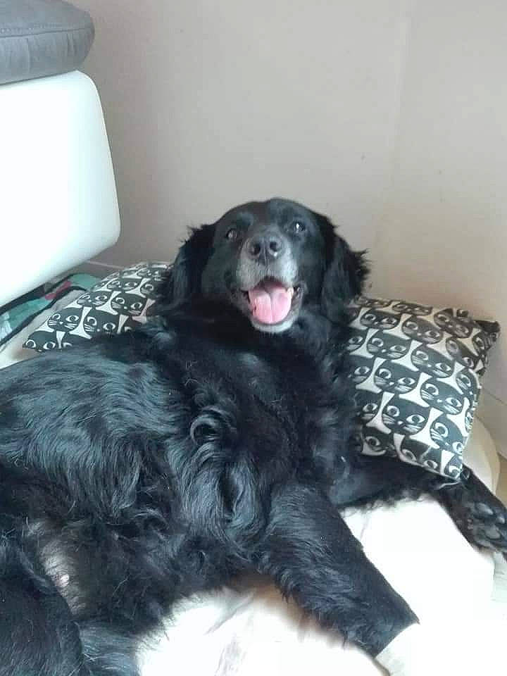 Dimba participe au concours pour gagner de l'argent avec cette photo : borador, canidae, carnivore, comfort, companion_dog, dog, dog_breed, fur, gun_dog, paper_towel, room, snout, sporting_group, tail, terrestrial_animal, working_animal, working_dog