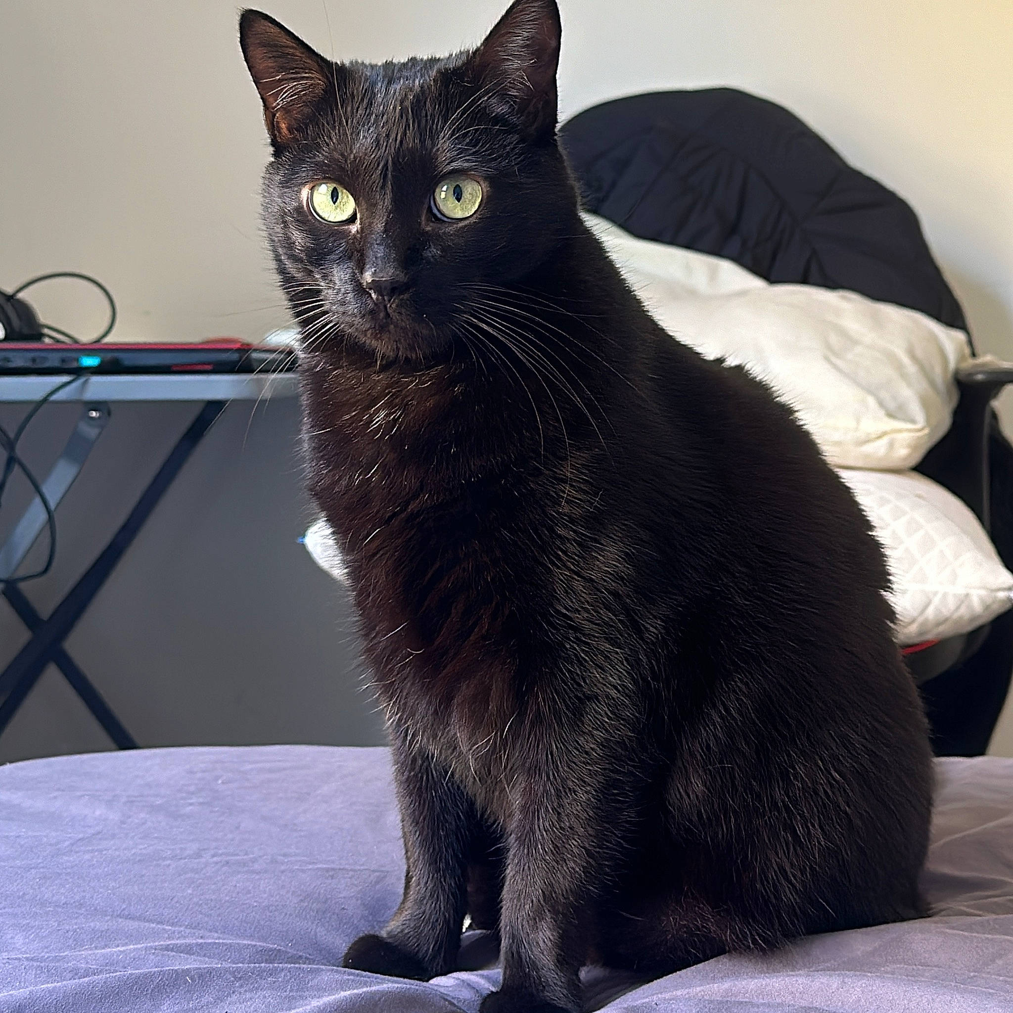 Réglise a rejoint le concours — aidez-le/la à gagner de superbes lots ! black_cat, bombay, carnivore, cat, claw, comfort, domestic_short_haired_cat, eye, felidae, fur, grey, head, human_body, paw, sitting, small_to_medium_sized_cats, snout, tail, terrestrial_animal, whiskers