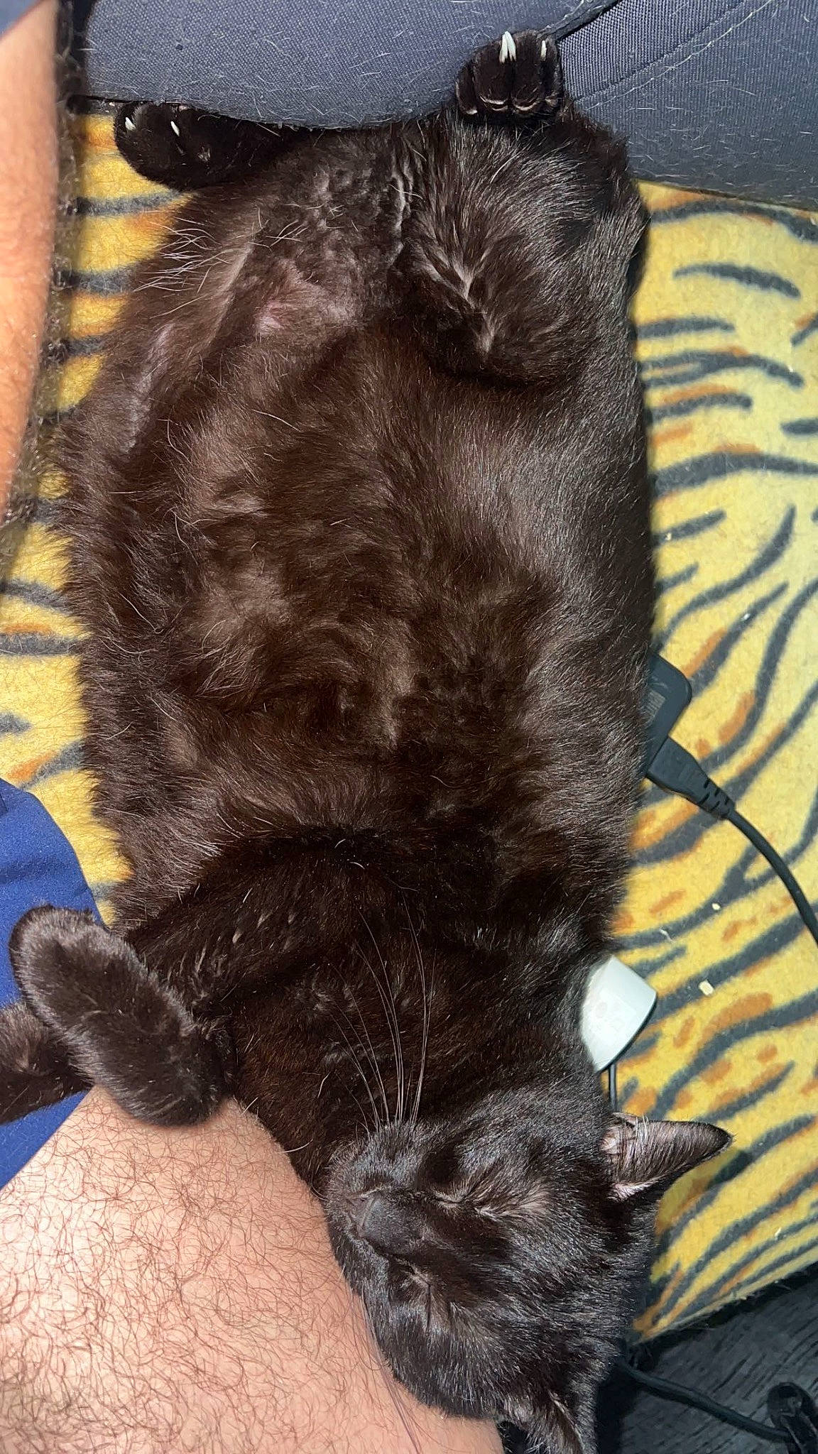 Réglise a rejoint le concours — aidez-le/la à gagner de superbes lots ! black_cat, canidae, carnivore, cat, claw, dog_breed, domestic_short_haired_cat, ear, fawn, felidae, foot, fur, gesture, liver, paw, small_to_medium_sized_cats, snout, sporting_group, tail, whiskers