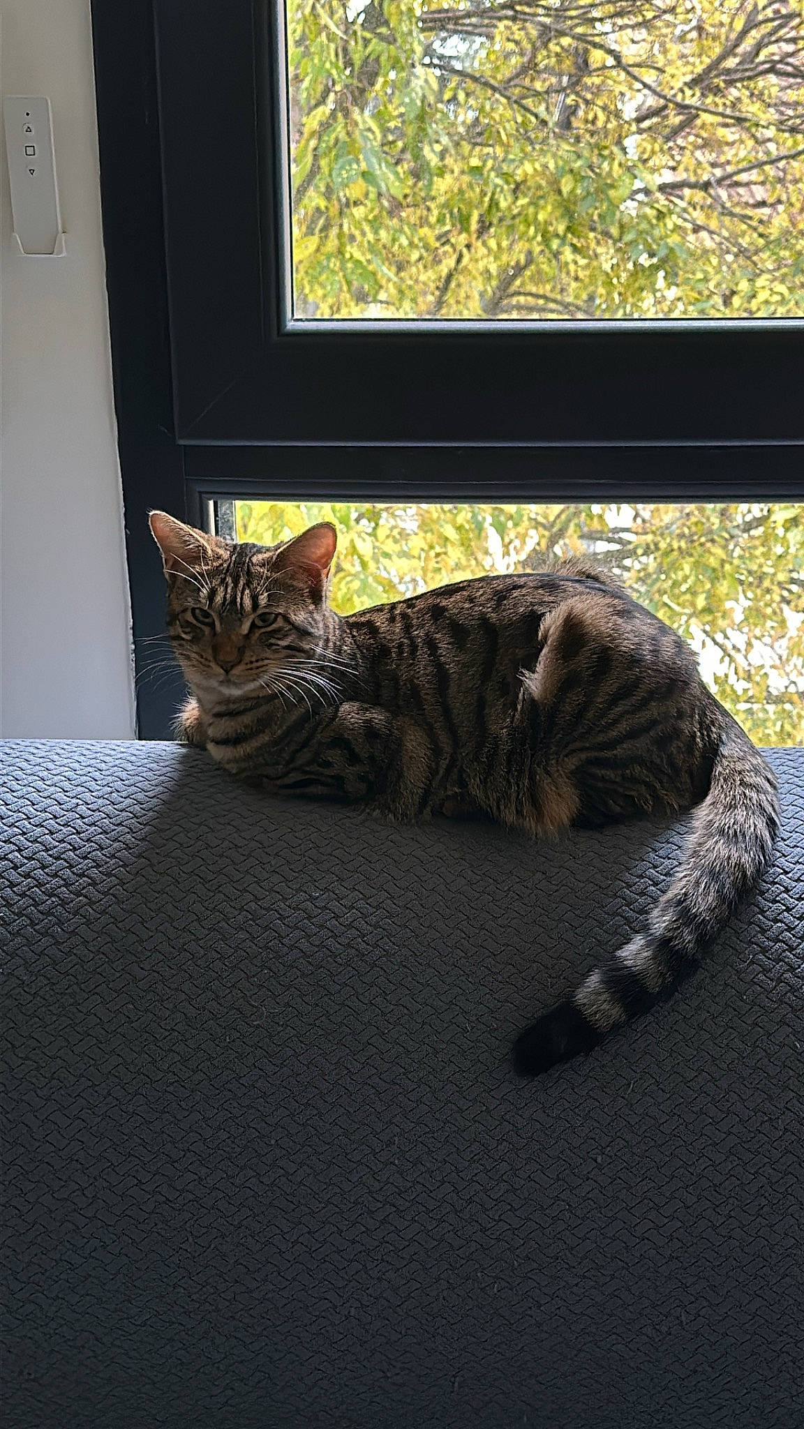 Fidji participe au concours pour gagner de l'argent avec cette photo : carnivore, cat, comfort, domestic_short_haired_cat, door, felidae, floor, flooring, fur, grass, grey, plant, sitting, small_to_medium_sized_cats, tail, tints_and_shades, tree, whiskers, window, wood